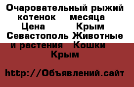 Очаровательный рыжий котенок. 2 месяца › Цена ­ 100 - Крым, Севастополь Животные и растения » Кошки   . Крым